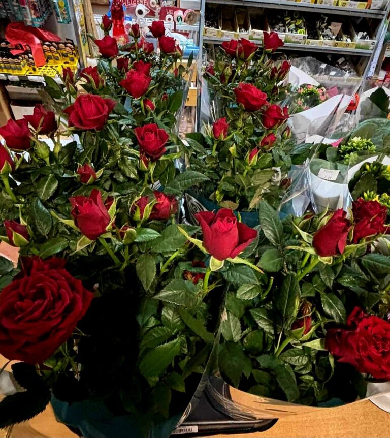 Kvetinový stánok s množstvom červených ruží, usporiadaných v kvetináčoch a obklopených zelenými listami.