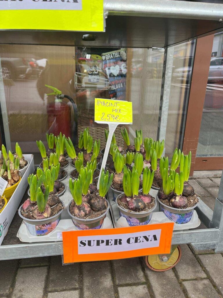 Záhon s kvetináčmi hyacintov, označený cenovkou 2,59 €, s nápisom "SUPER CENA" na predajnom stánku.
