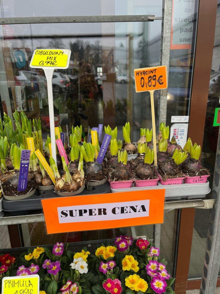 Rôzne cibuľoviny a hyacinty na predaj v záhradníctve, s cenovkami a nápisom "SUPER CENA".